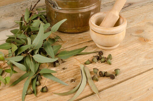 Eukalyptus luktar fräscht