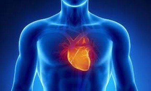 Hjärta i människokroppen