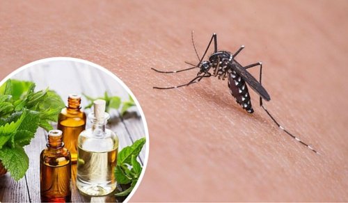 11 örter som håller myggor borta naturligt
