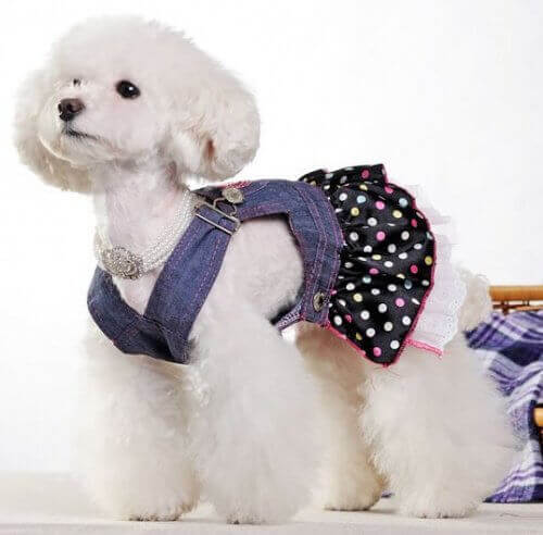 jeans till hund