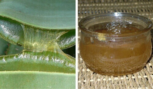 Hur du gör en nyttig aloe vera-gelé