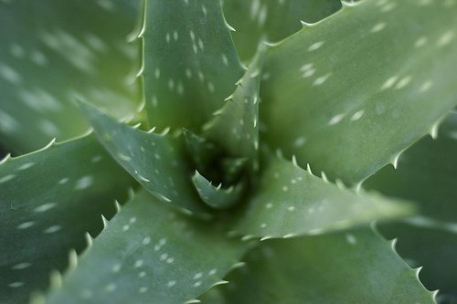 aloe vera växt