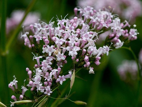 blommor