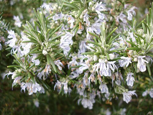 rosmarinblommor