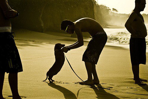 hund-dansar-med-person-på-strand