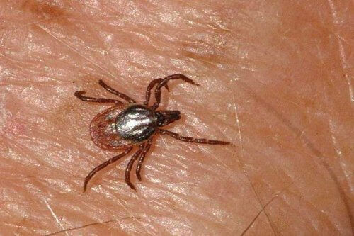 Fall av blödarfeberviruset Krim-Kongo upptäcks i Spanien