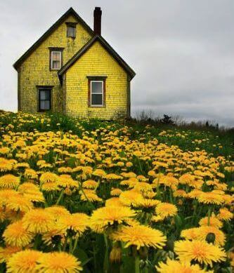 maskrosor vid hus