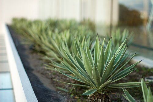 Aloe vera