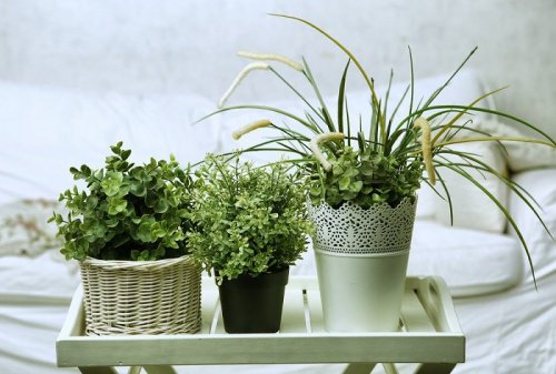 6 underbara växter för sovrummet