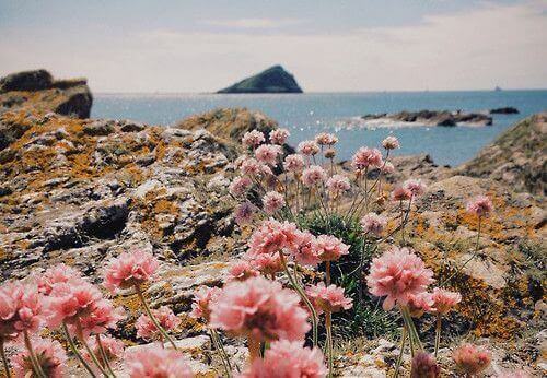 blommor på havsklippor