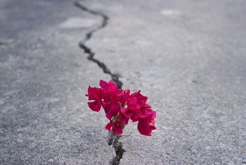 blomma i asfalt