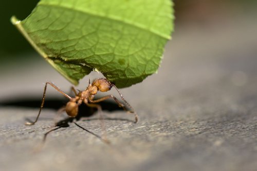myra med blad