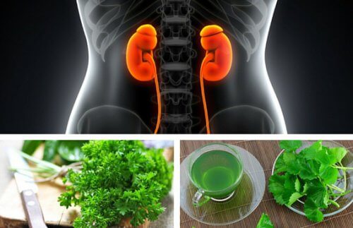 3 avkok för att förbättra njurarnas funktion