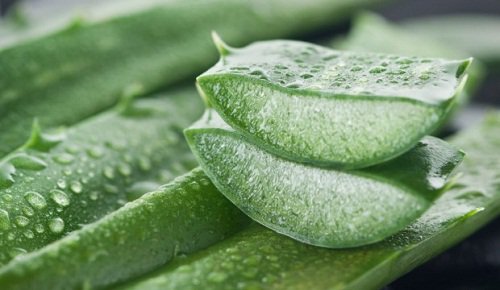 aloe-vera-planta