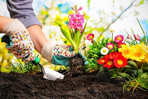 omplantering