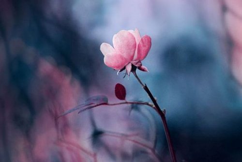 rosa blomma