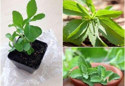 Gör ditt eget sötningsmedel: hur man odlar stevia hemma