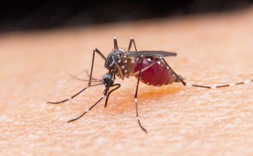 4 ovanliga tips för att undvika myggor