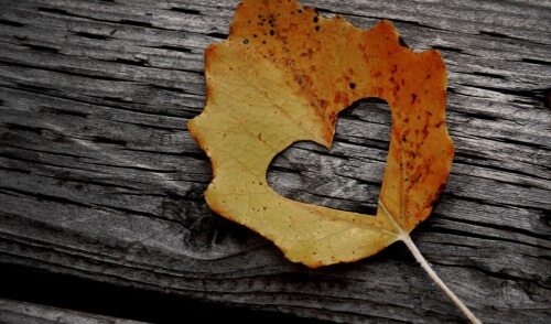 Hjärta i löv
