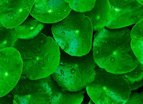 Sallatsspik i naturen