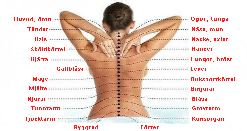Hur ryggraden är kopplad till alla organ
