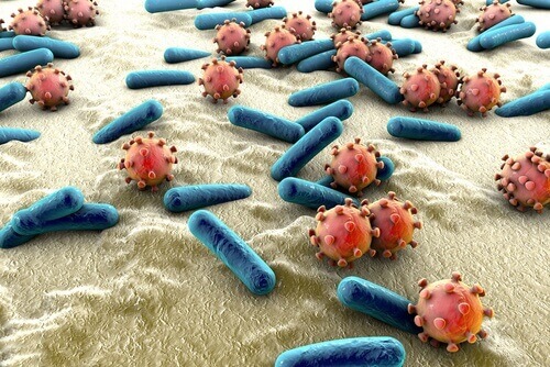 bakterier