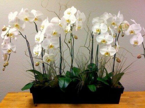 Orkidéer i låda