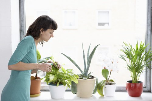 8 plantor som renar luften i ditt hem