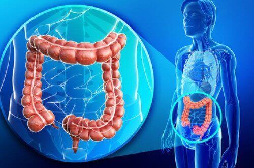 tjocktarmens läge i kroppen