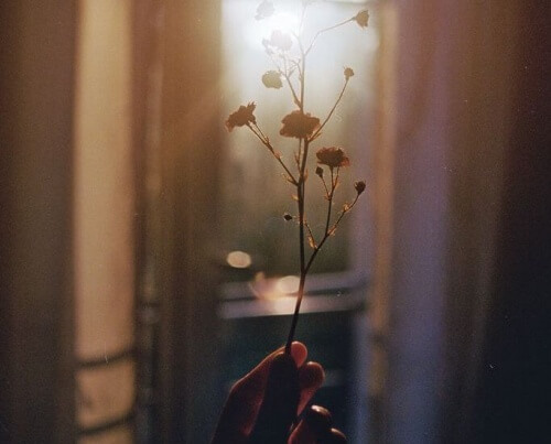 Blomma i hand