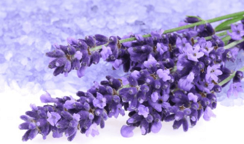 Lavendelblommor