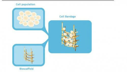 levande bandage av stamceller