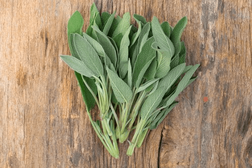 Färsk salvia