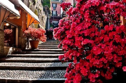 trappa i blommigt område