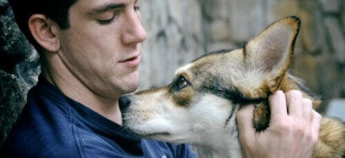 Husse och hund