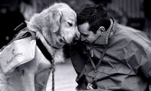 Hundar kan bekämpa hemlängtan