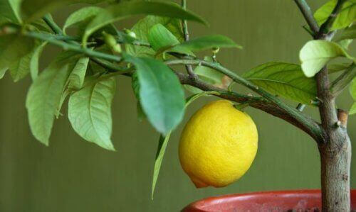 Använd citron i en mask mot rynkor