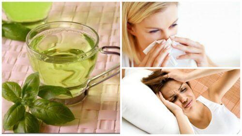 8 fördelar med att dricka te på basilika varje dag