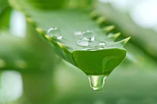 Aloe vera vårdar håret