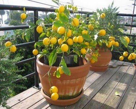 citronträd i kruka