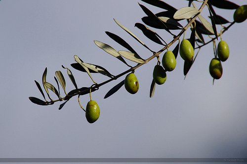 olivträd med oliver på