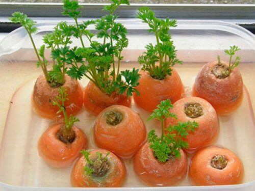 Återodlade morötter
