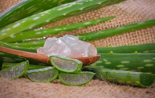 Aloe vera motverkar klåda