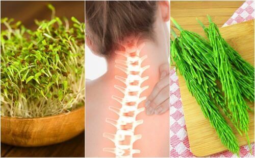 7 medicinska växter som ger dig bättre benhälsa