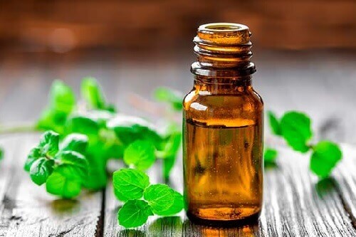 Gör parfym på mynta