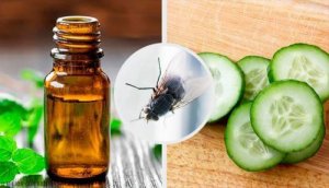 Håll flugorna borta med 7 naturliga medel