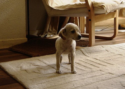 Hundvalp på matta