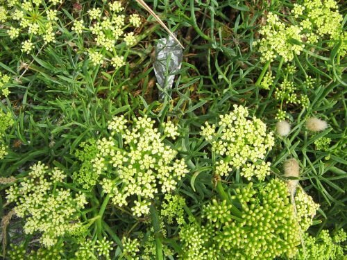 Blommande strandsiljor