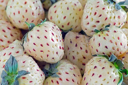 Fragaria Nilgerrensis