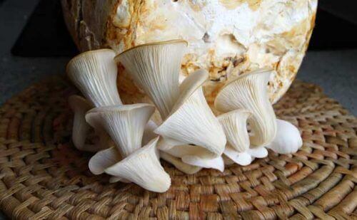 Plockad ostronmussling